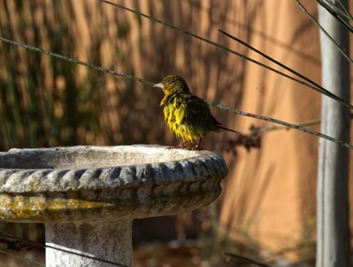 green and yellow bird on gray concrete post during daytime